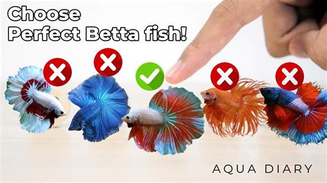 top quality betta fish|The Best Betta Fish for Your Aquarium – Our Handy .